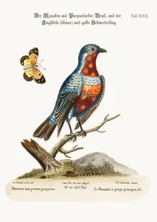 Das Männchen des Purpurbrust-Schnurrvogels, 1749-73